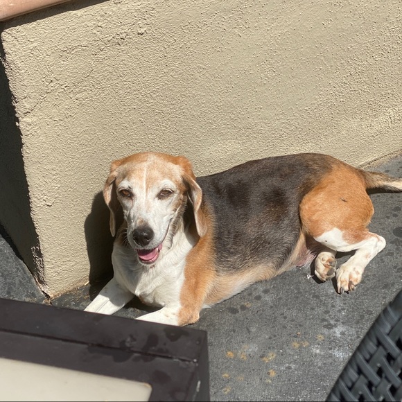 Meet your Posher, Lia - Picture 1 of 1